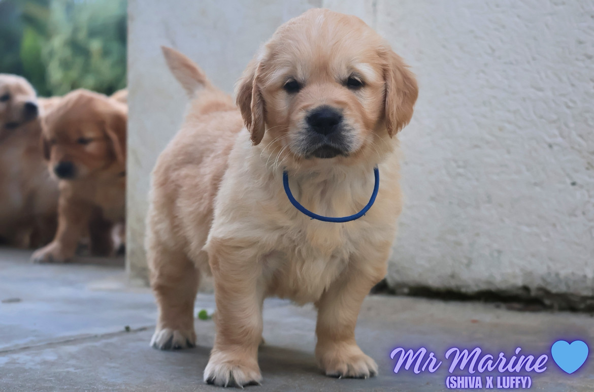 De La Vallée Des Golden D'Or - Chiots disponibles - Golden Retriever