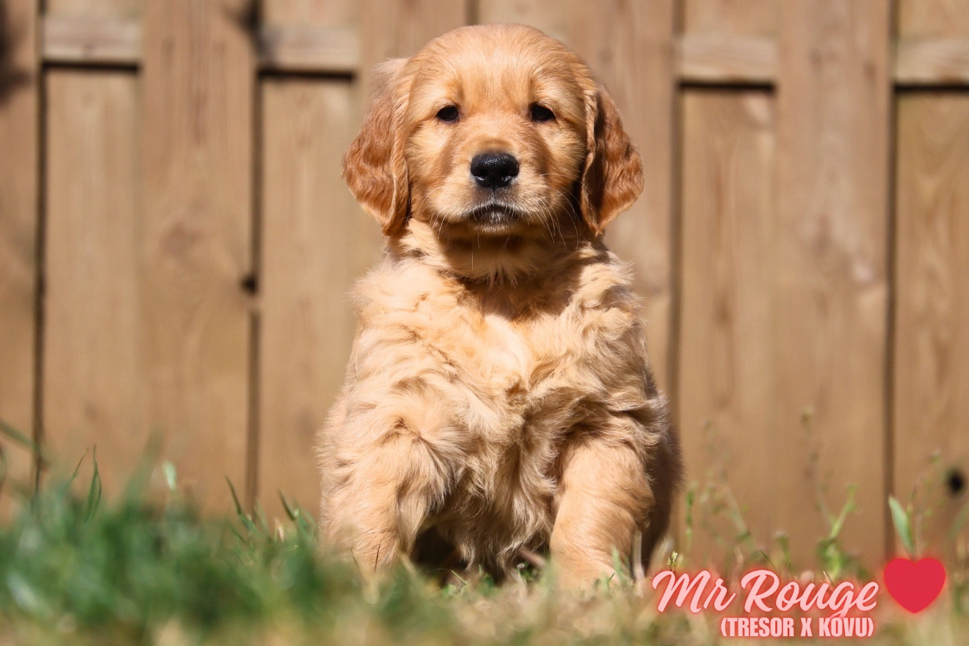 De La Vallée Des Golden D'Or - Golden Retriever - Portée née le 18/03/2026
