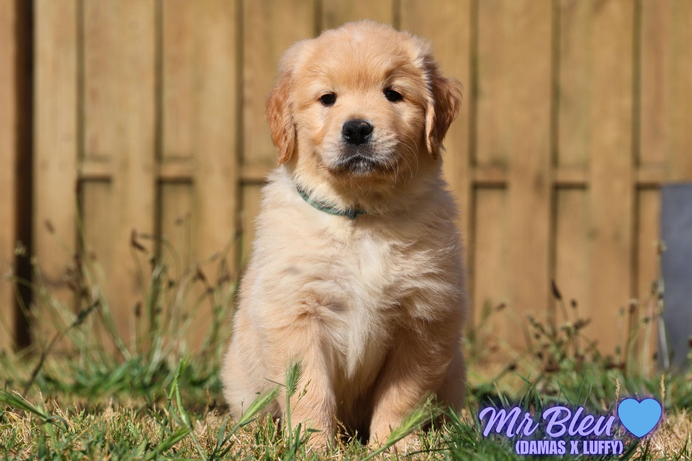 De La Vallée Des Golden D'Or - Chiots disponibles - Golden Retriever