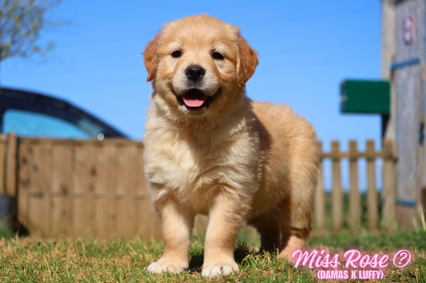 De La Vallée Des Golden D'Or - Chiots disponibles - Golden Retriever