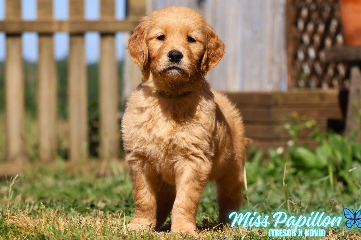 De La Vallée Des Golden D'Or - Chiots disponibles - Golden Retriever