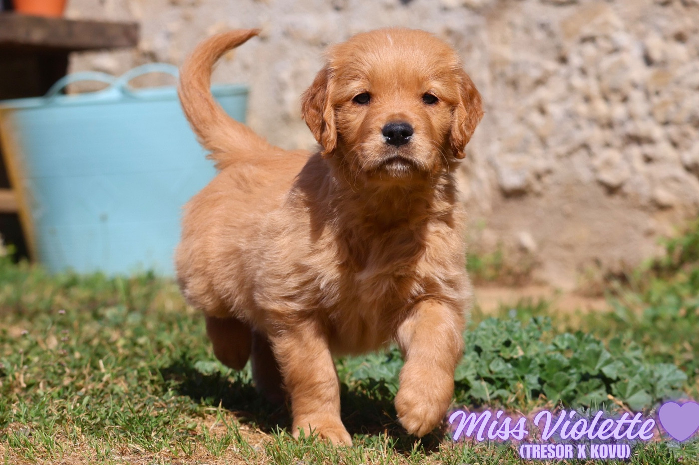 De La Vallée Des Golden D'Or - Chiots disponibles - Golden Retriever