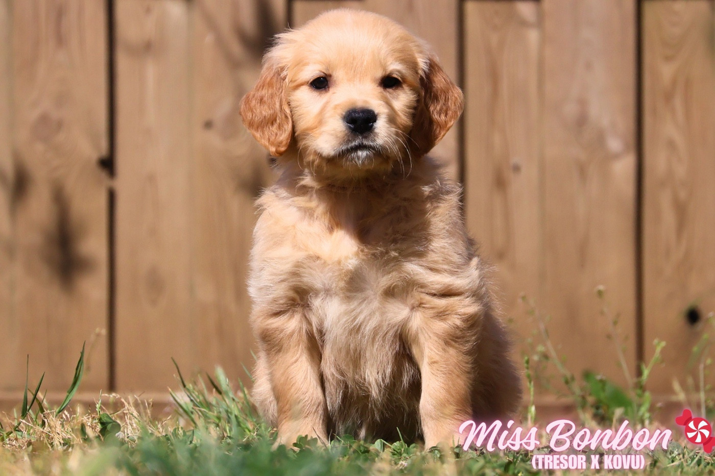 De La Vallée Des Golden D'Or - Chiots disponibles - Golden Retriever