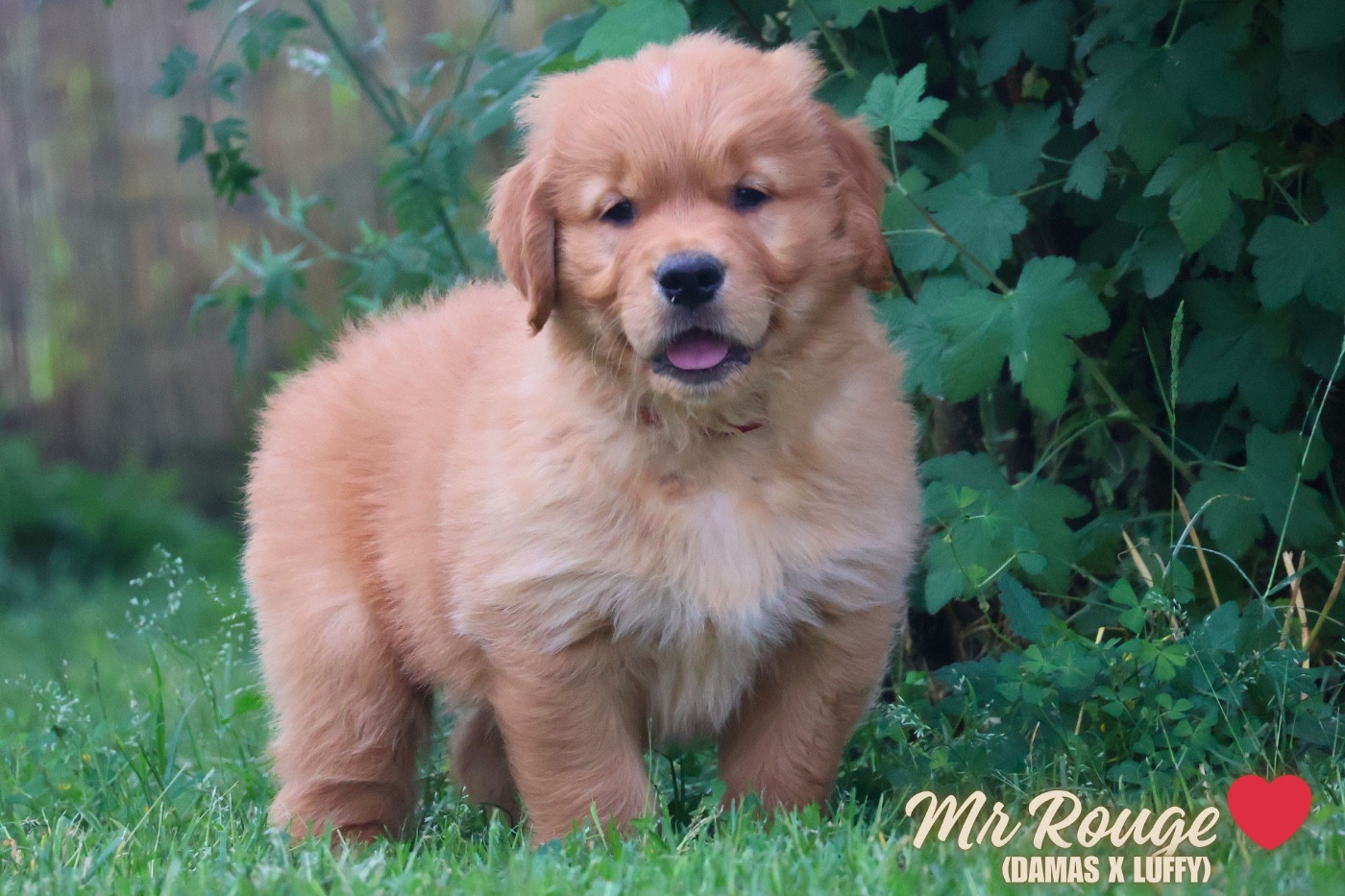 De La Vallée Des Golden D'Or - Chiots disponibles - Golden Retriever