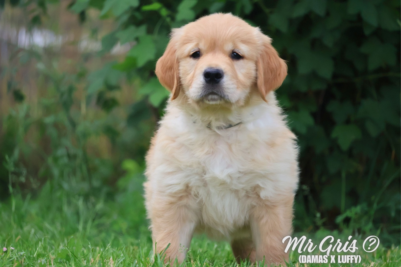 De La Vallée Des Golden D'Or - Chiots disponibles - Golden Retriever