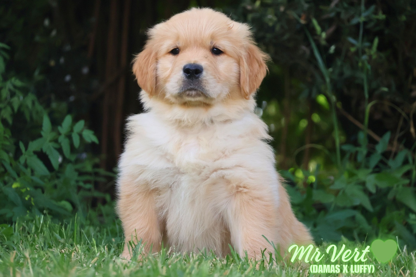 De La Vallée Des Golden D'Or - Chiots disponibles - Golden Retriever