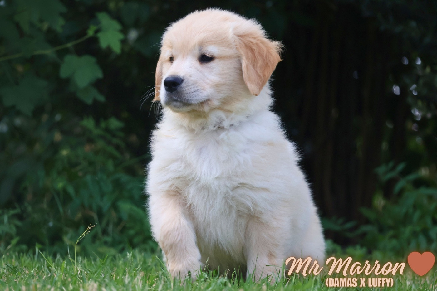 De La Vallée Des Golden D'Or - Chiots disponibles - Golden Retriever