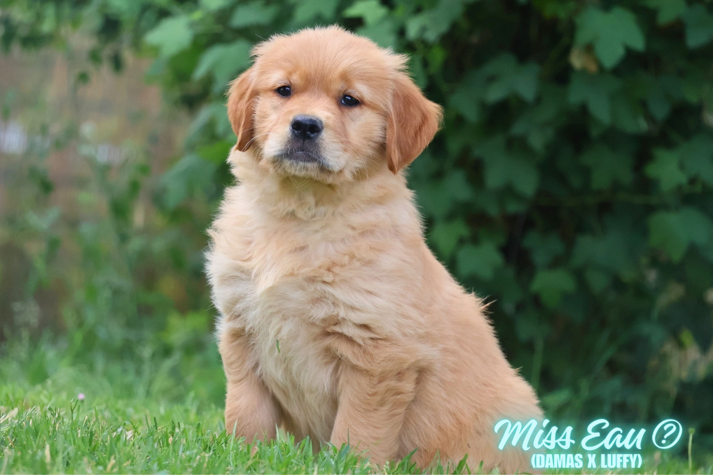 De La Vallée Des Golden D'Or - Chiots disponibles - Golden Retriever