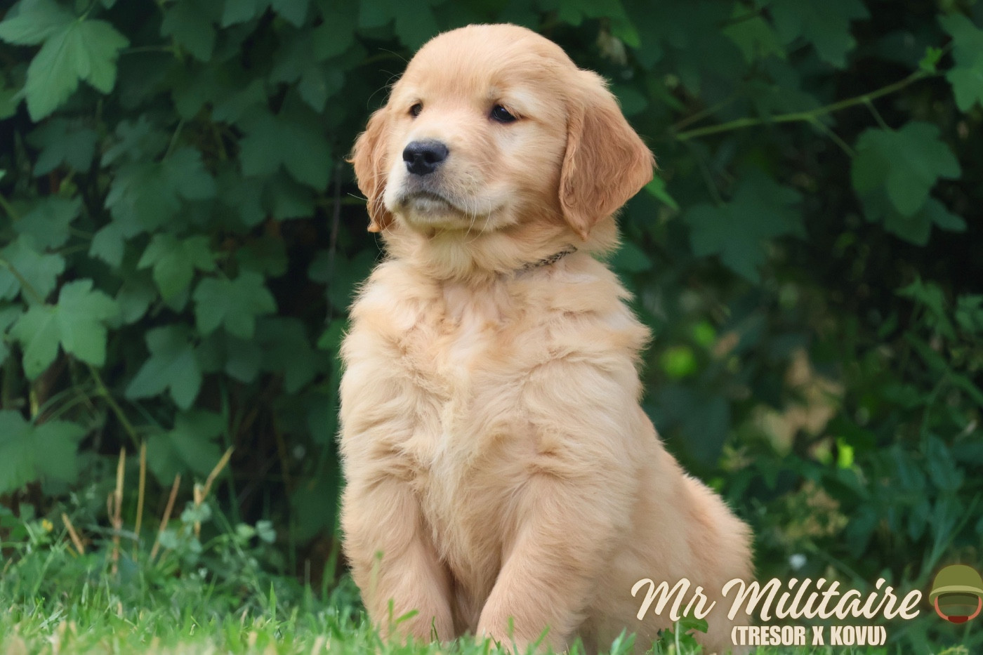 De La Vallée Des Golden D'Or - Chiots disponibles - Golden Retriever