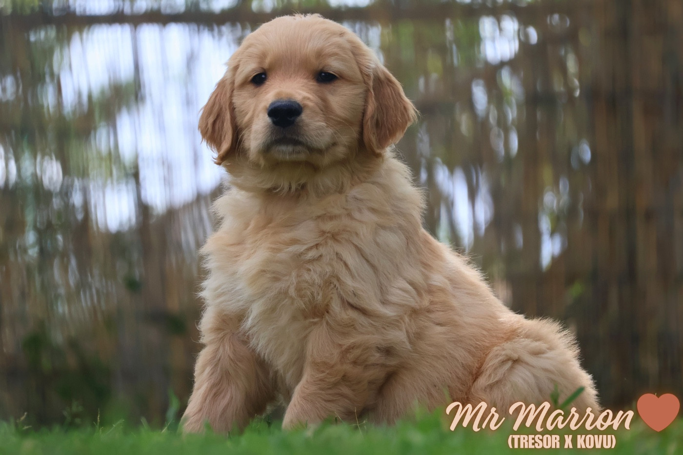 De La Vallée Des Golden D'Or - Chiots disponibles - Golden Retriever