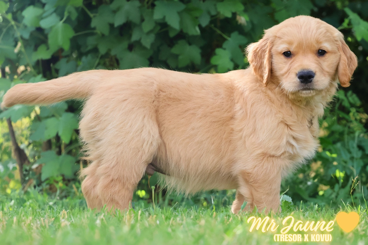 De La Vallée Des Golden D'Or - Chiots disponibles - Golden Retriever
