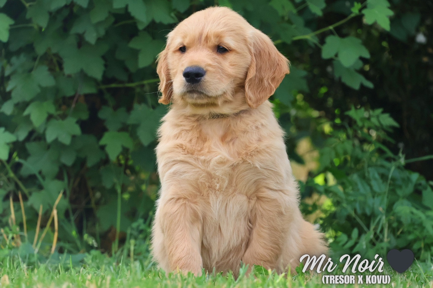 De La Vallée Des Golden D'Or - Chiots disponibles - Golden Retriever