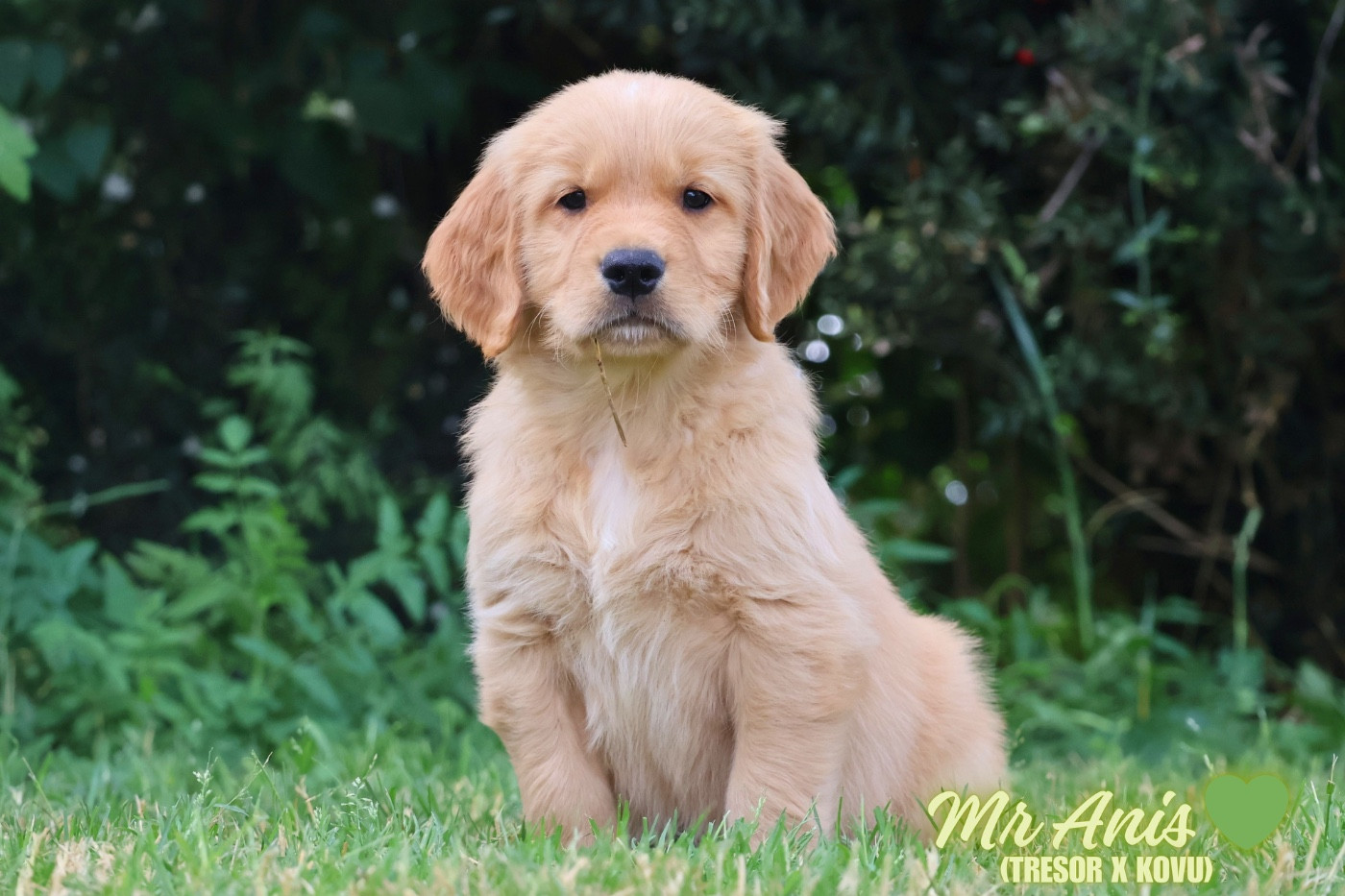 De La Vallée Des Golden D'Or - Chiots disponibles - Golden Retriever
