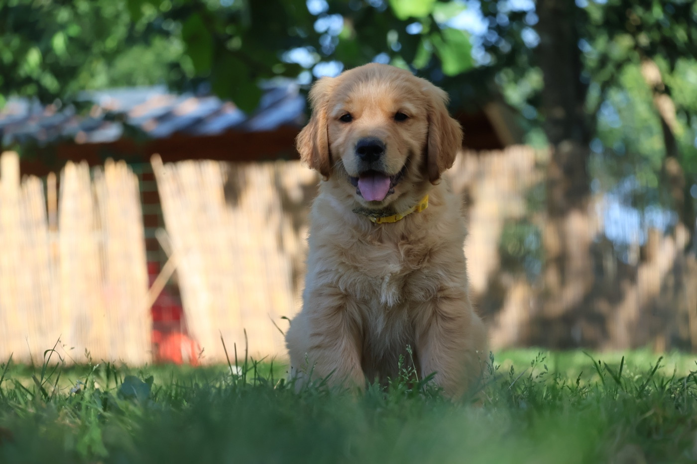 De La Vallée Des Golden D'Or - Chiots disponibles - Golden Retriever