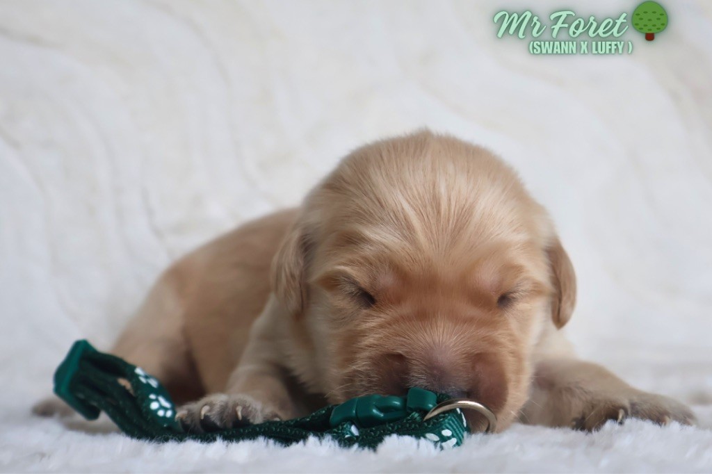 De La Vallée Des Golden D'Or - Chiots disponibles - Golden Retriever