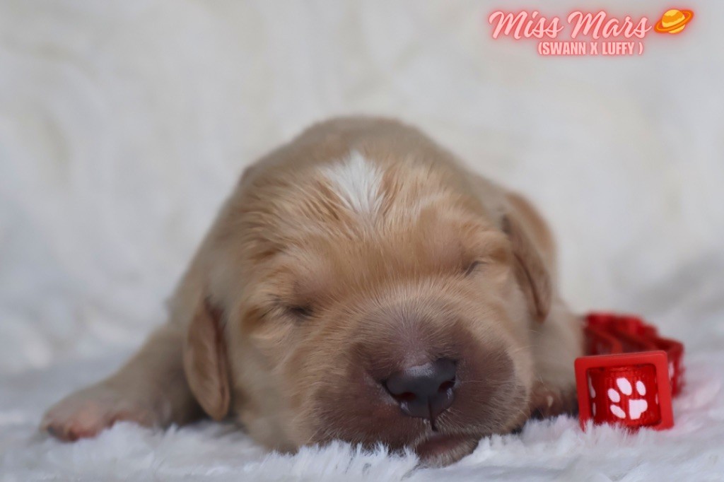De La Vallée Des Golden D'Or - Chiots disponibles - Golden Retriever