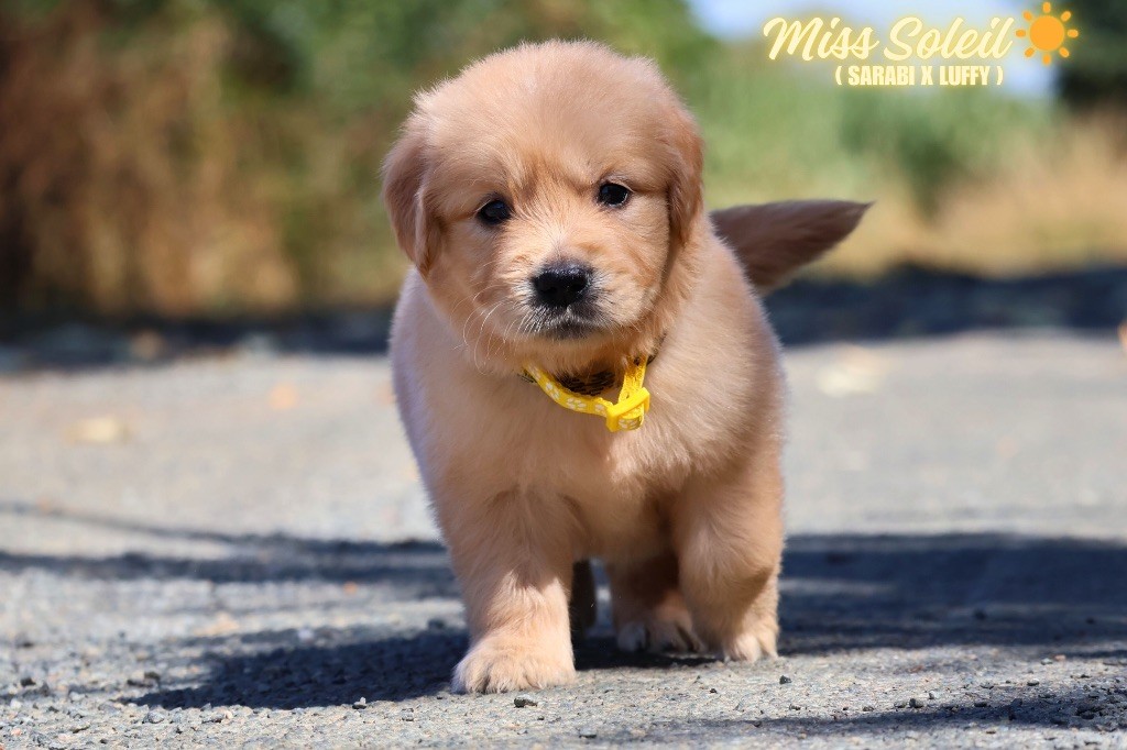 De La Vallée Des Golden D'Or - Chiots disponibles - Golden Retriever