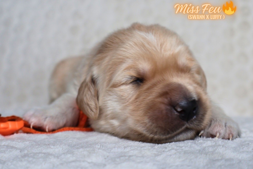 De La Vallée Des Golden D'Or - Chiots disponibles - Golden Retriever