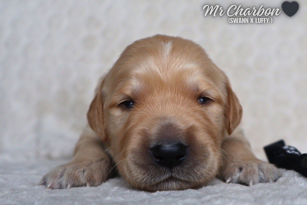 De La Vallée Des Golden D'Or - Chiots disponibles - Golden Retriever