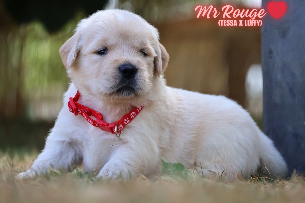 De La Vallée Des Golden D'Or - Chiots disponibles - Golden Retriever