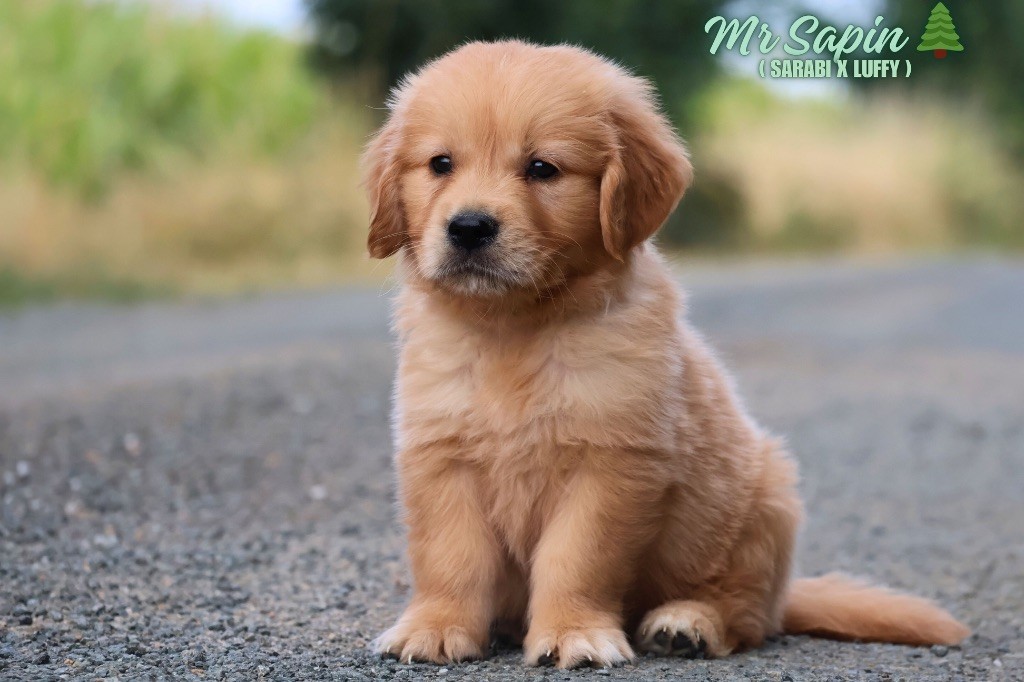De La Vallée Des Golden D'Or - Chiots disponibles - Golden Retriever