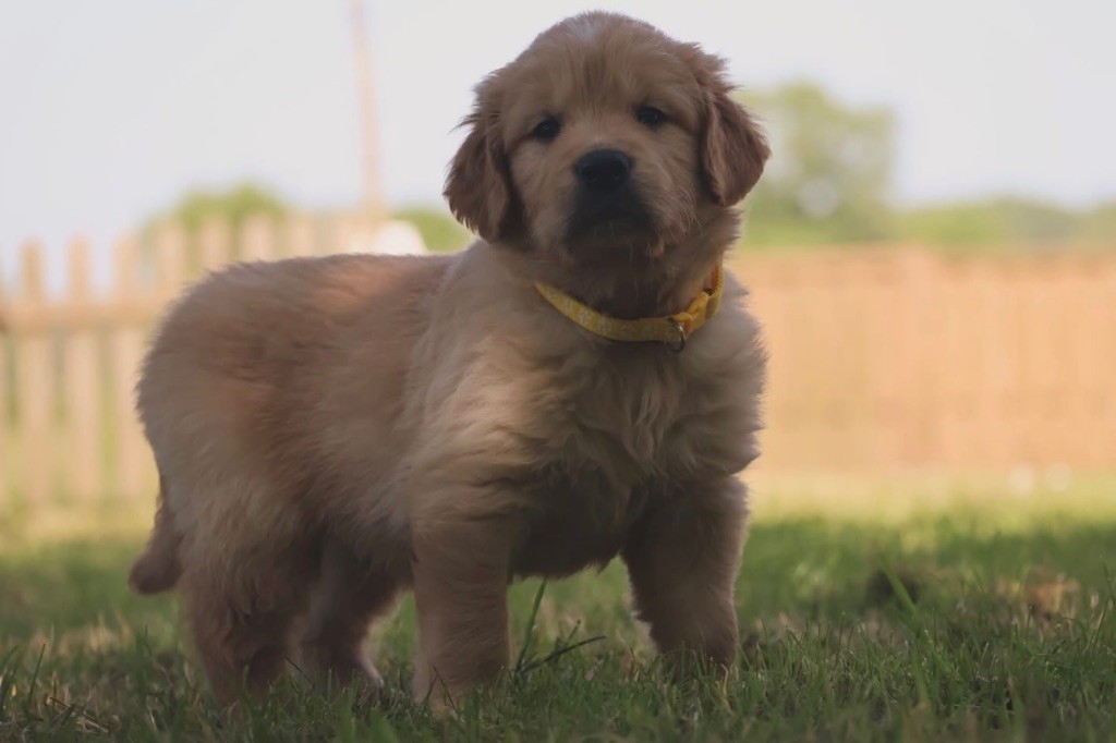 De La Vallée Des Golden D'Or - Chiots disponibles - Golden Retriever