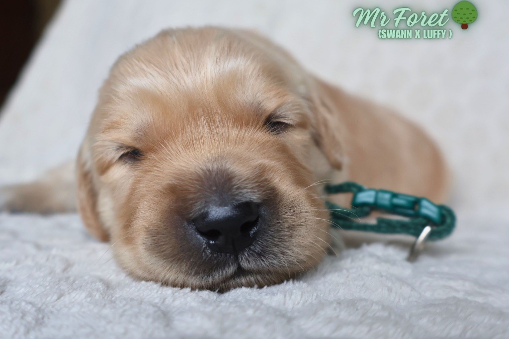 De La Vallée Des Golden D'Or - Chiots disponibles - Golden Retriever