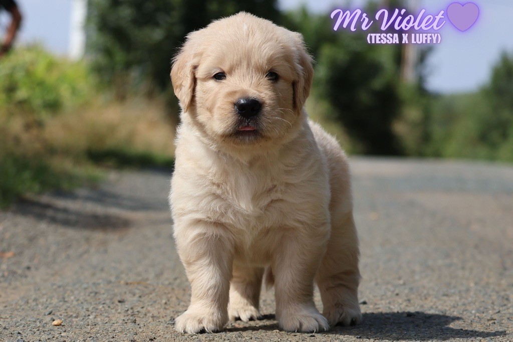 De La Vallée Des Golden D'Or - Chiots disponibles - Golden Retriever