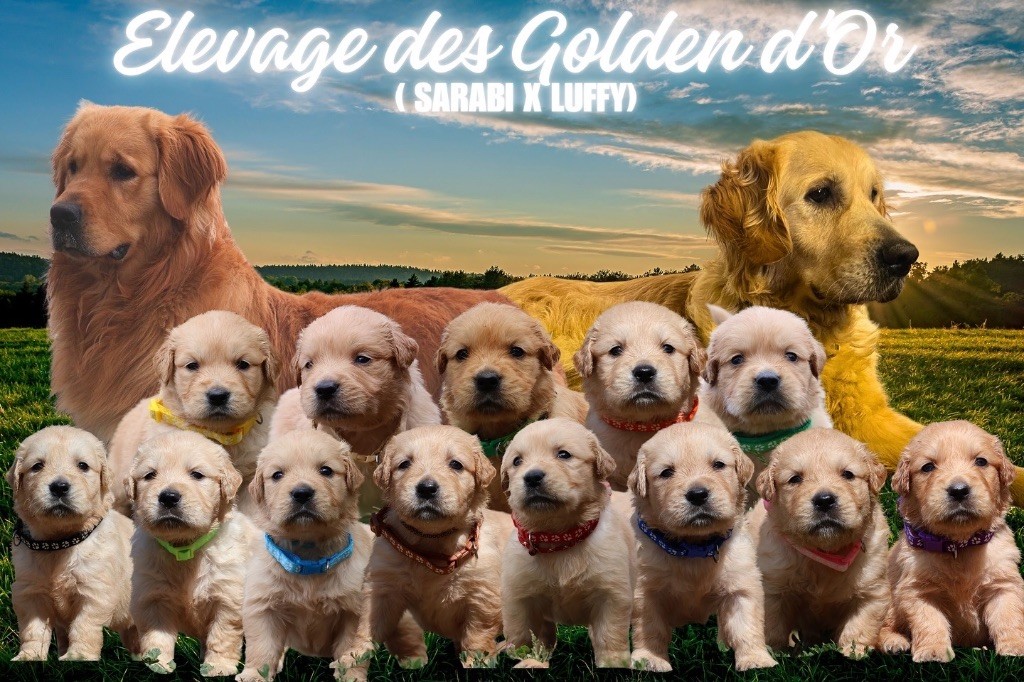 Chiot Golden Retriever De La Vallée Des Golden D'Or