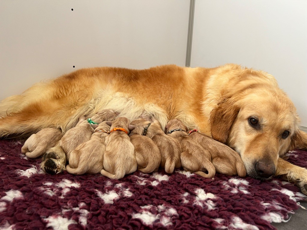 Chiot Golden Retriever De La Vallée Des Golden D'Or