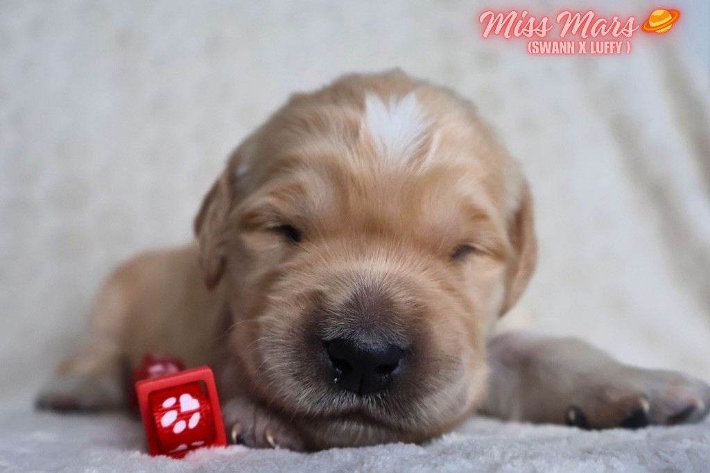 De La Vallée Des Golden D'Or - Chiots disponibles - Golden Retriever