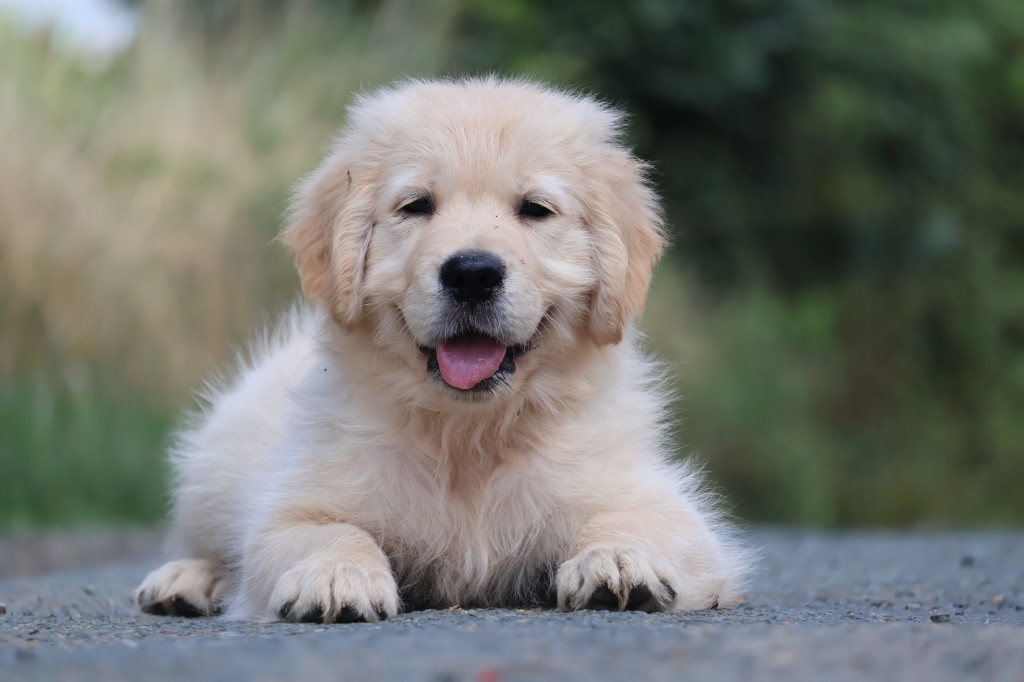 De La Vallée Des Golden D'Or - Chiots disponibles - Golden Retriever