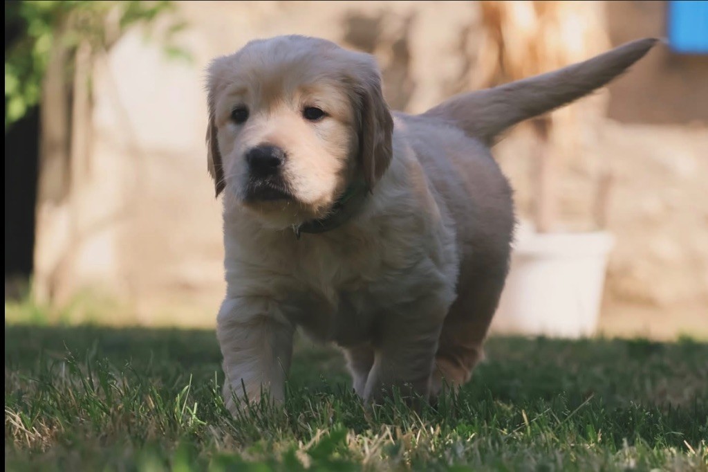 De La Vallée Des Golden D'Or - Chiots disponibles - Golden Retriever