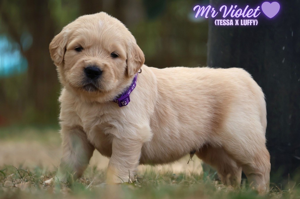 De La Vallée Des Golden D'Or - Chiots disponibles - Golden Retriever