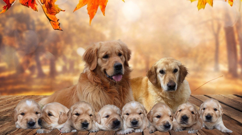 Chiot Golden Retriever De La Vallée Des Golden D'Or