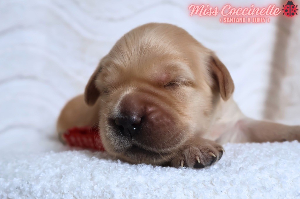 De La Vallée Des Golden D'Or - Chiots disponibles - Golden Retriever