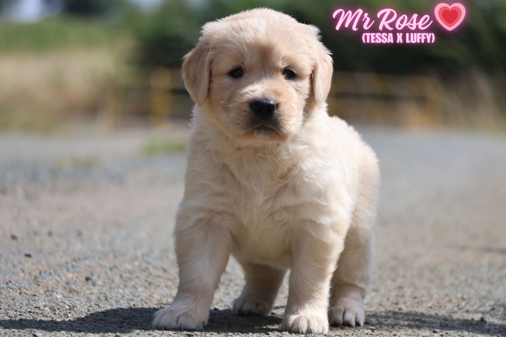 De La Vallée Des Golden D'Or - Chiots disponibles - Golden Retriever