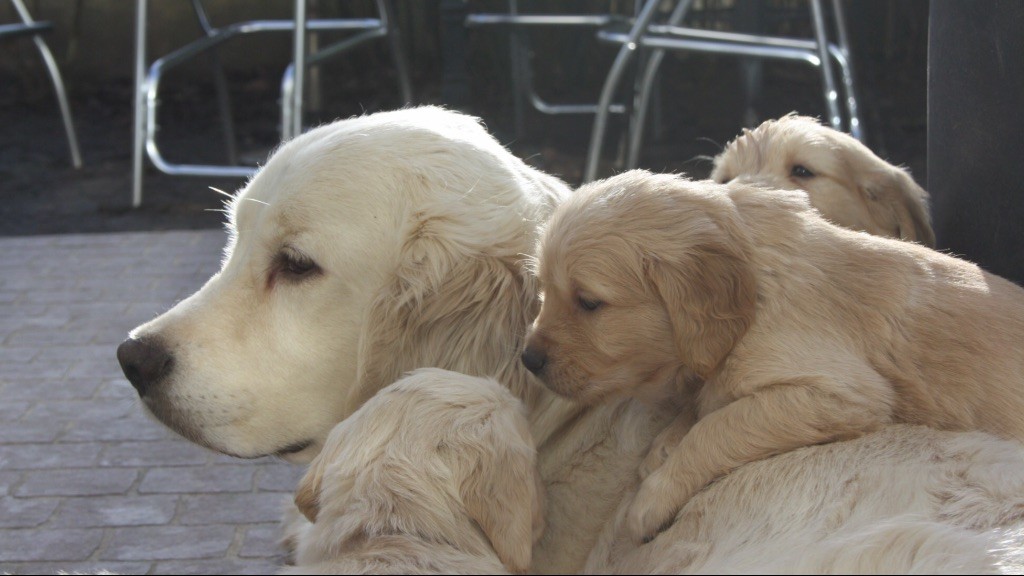 Chiot Golden Retriever De La Vallée Des Golden D'Or