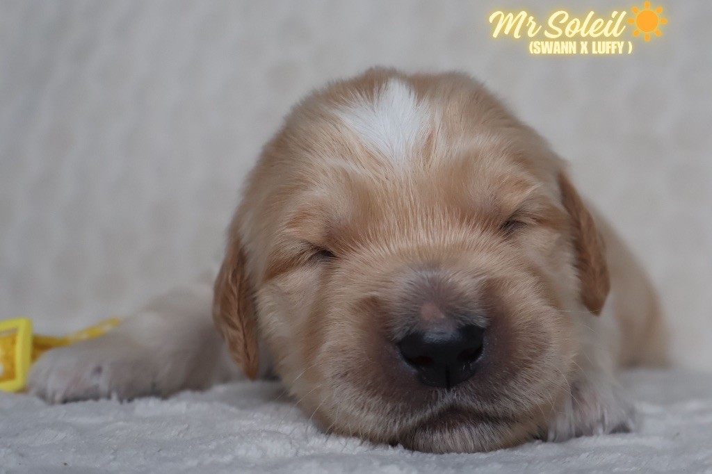 De La Vallée Des Golden D'Or - Chiots disponibles - Golden Retriever