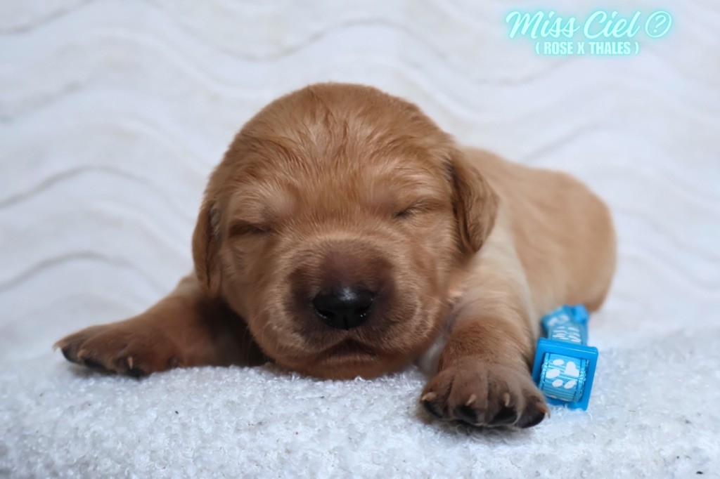 De La Vallée Des Golden D'Or - Chiots disponibles - Golden Retriever