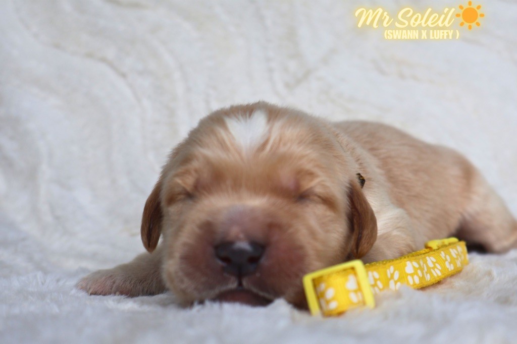 De La Vallée Des Golden D'Or - Chiots disponibles - Golden Retriever