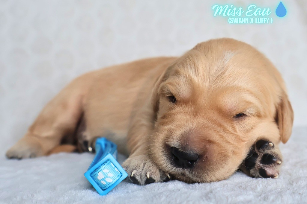 De La Vallée Des Golden D'Or - Chiots disponibles - Golden Retriever