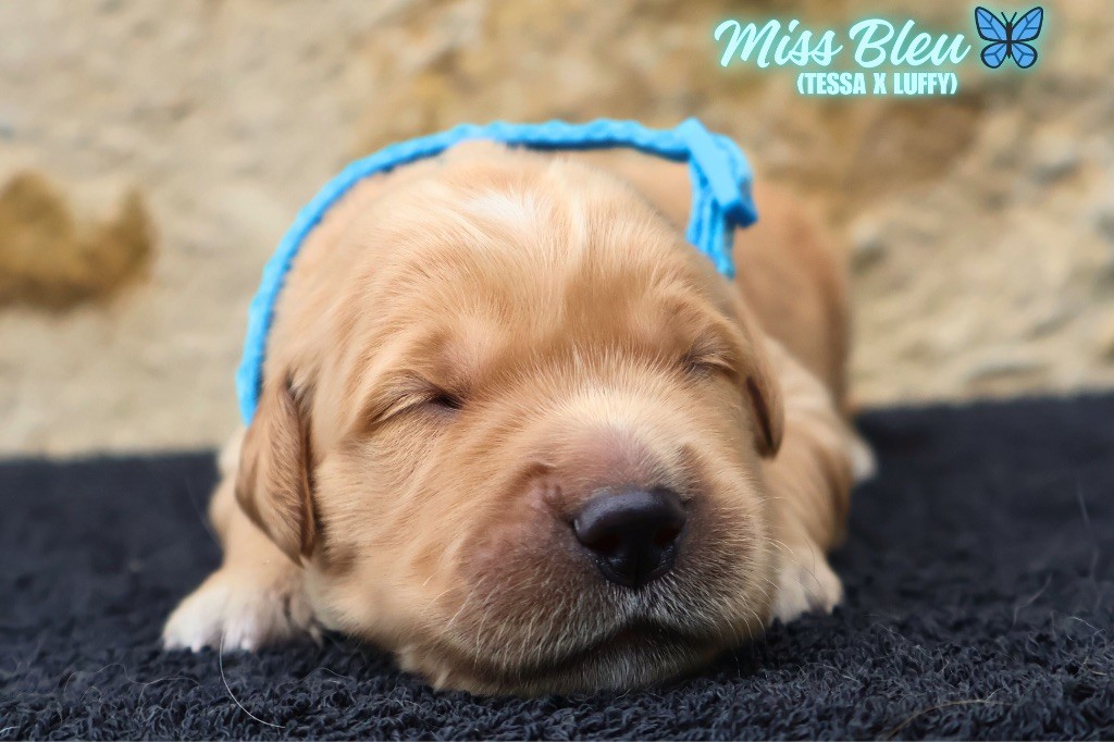 De La Vallée Des Golden D'Or - Chiots disponibles - Golden Retriever