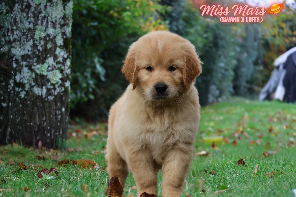 De La Vallée Des Golden D'Or - Chiots disponibles - Golden Retriever