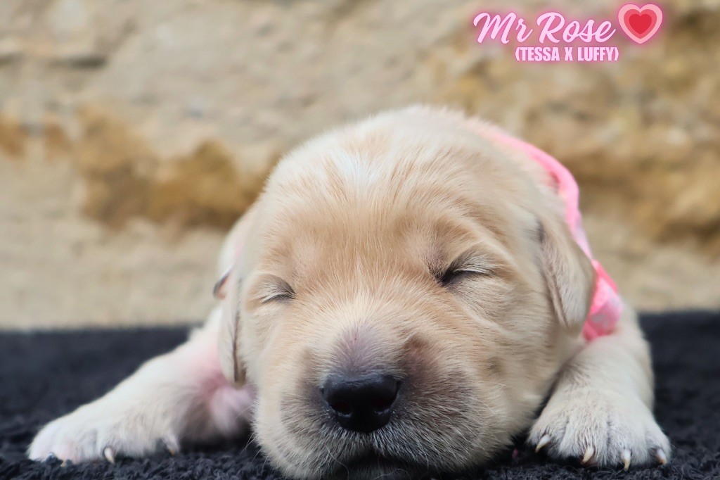 De La Vallée Des Golden D'Or - Chiots disponibles - Golden Retriever