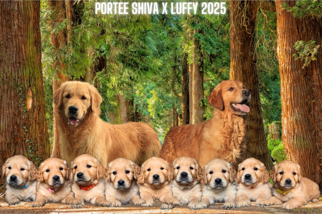 Chiot Golden Retriever De La Vallée Des Golden D'Or