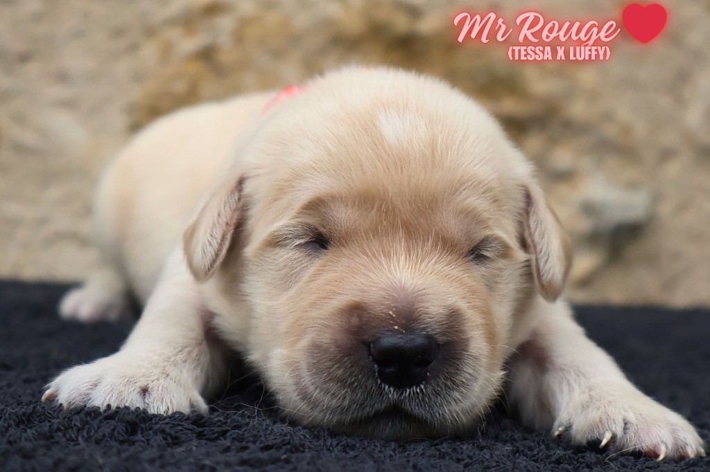 De La Vallée Des Golden D'Or - Chiots disponibles - Golden Retriever
