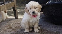 P'Loona de la Vallée des Golden d'Or