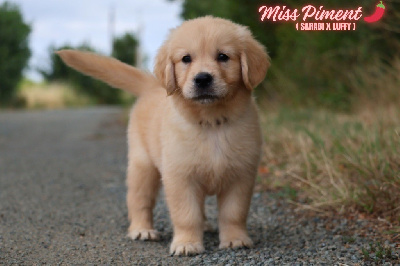 Miss Piment 