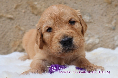 Miss Prune 